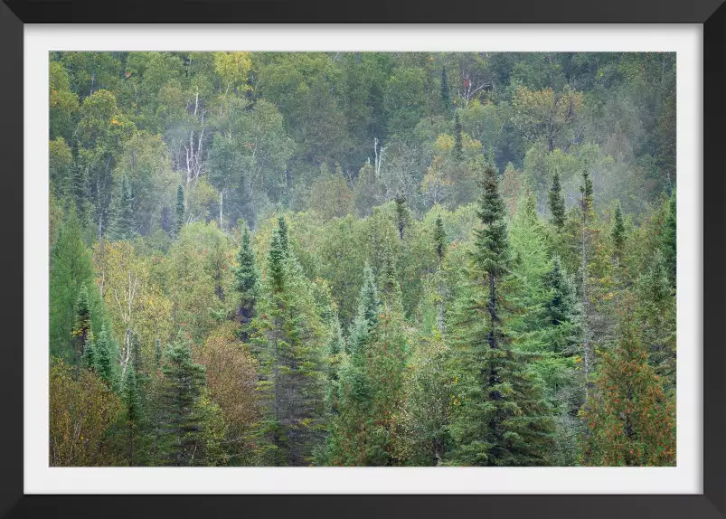 Forêt Nationale - paysage campagne