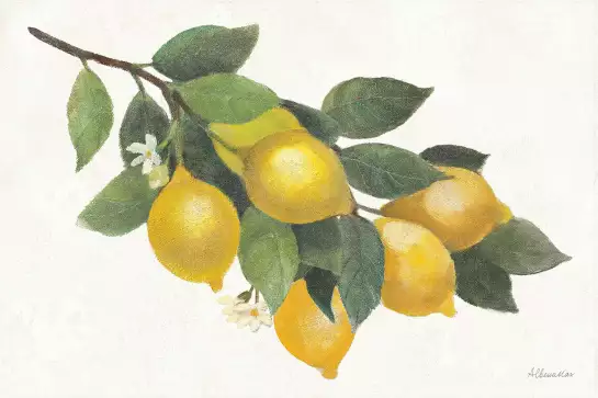 Branche de citronnier - affiche cuisine