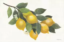 Branche de citronnier - affiche cuisine