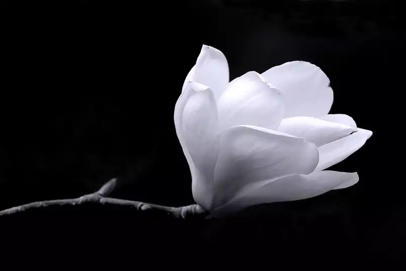 Fleur de magnolia - affiche romantique