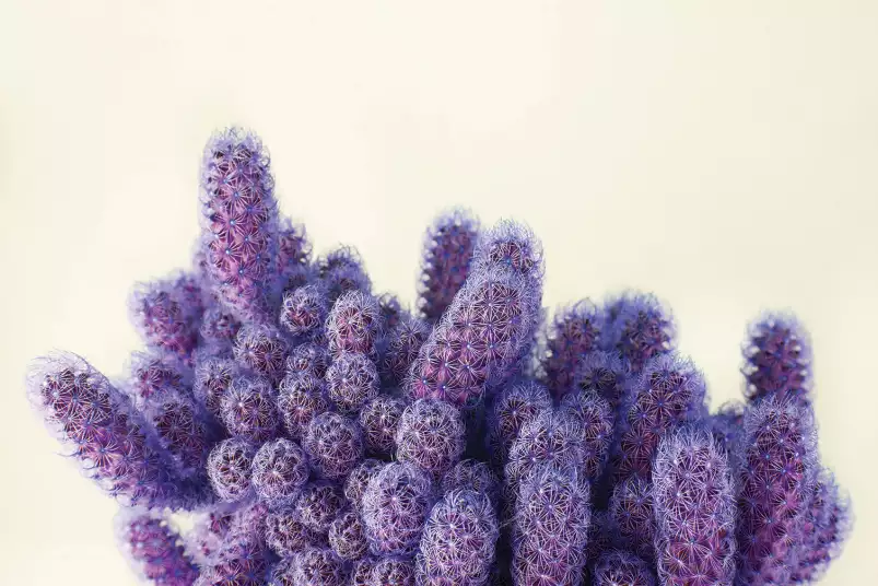 Graphique violet cactus - cactus affiche