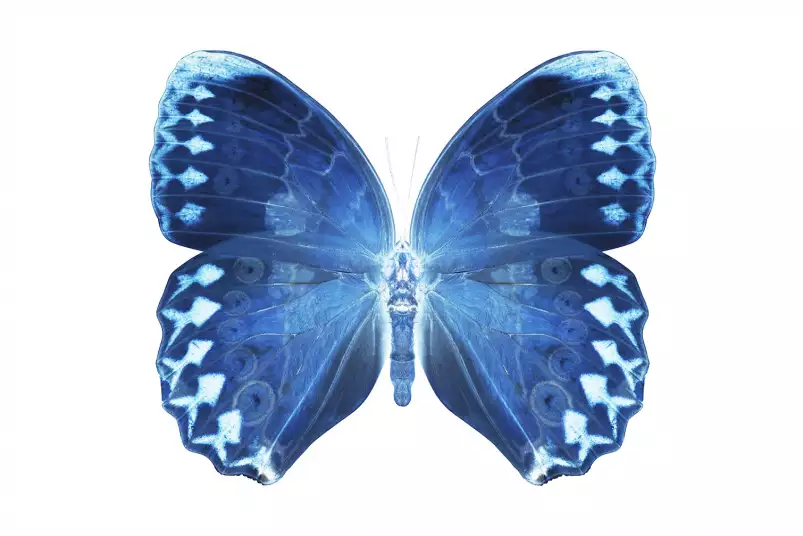 Papillon bleu - affiche animaux