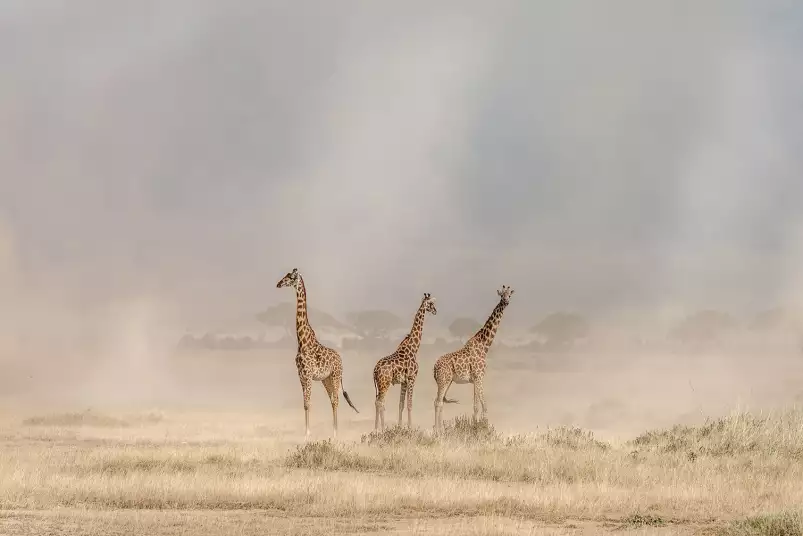 Girafes dans la savane - affiche animaux