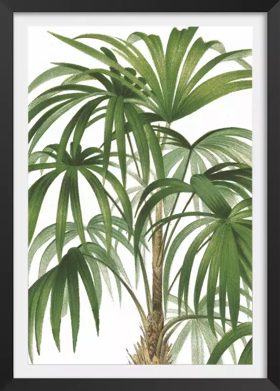 Palmiers de la Riviera II Culture - affiche de fleurs