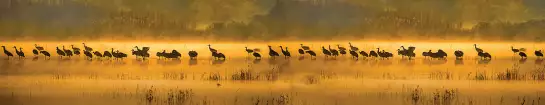 Oiseaux grues en automne - crédence sur mesure