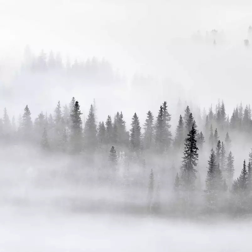 Brouillard en forêt - crédence sur mesure