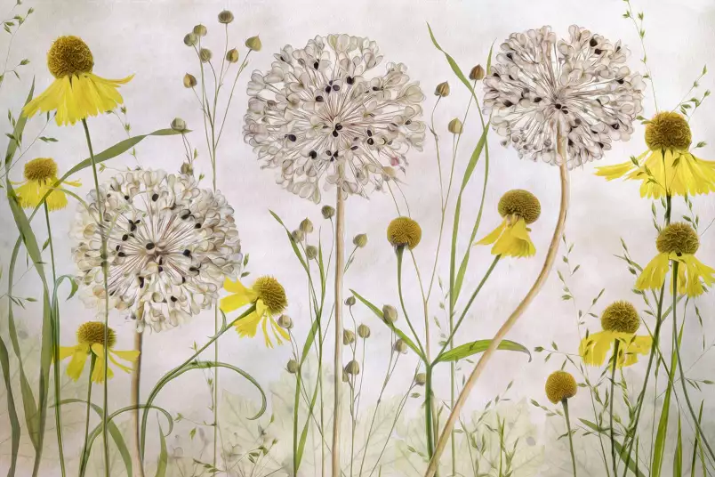 Alliums - papier peint motif plantes