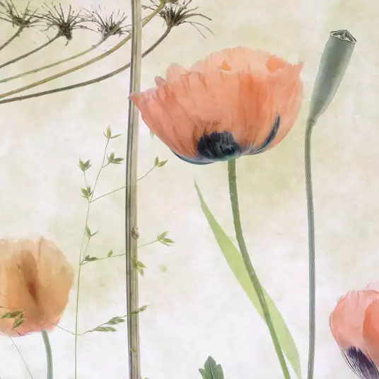 Prairie de coquelicots - papier peint motif plantes