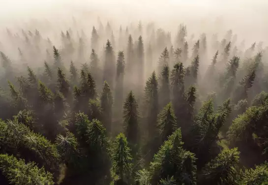 L'armée des sapins - papier peint forêt