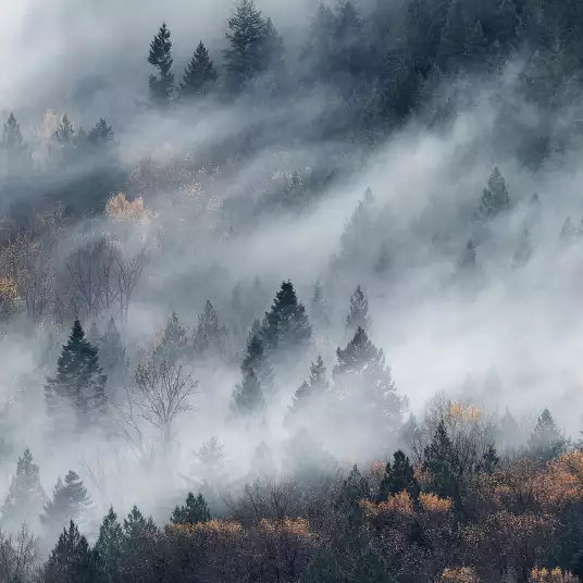 Un chemin de brouillard - papier peint forêt