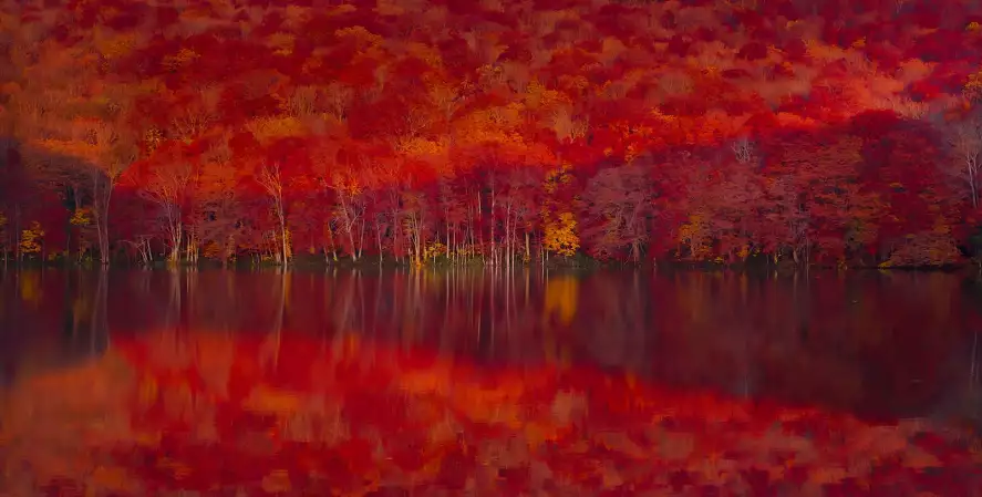 Feuilles rouges brûlantes - papier peint forêt
