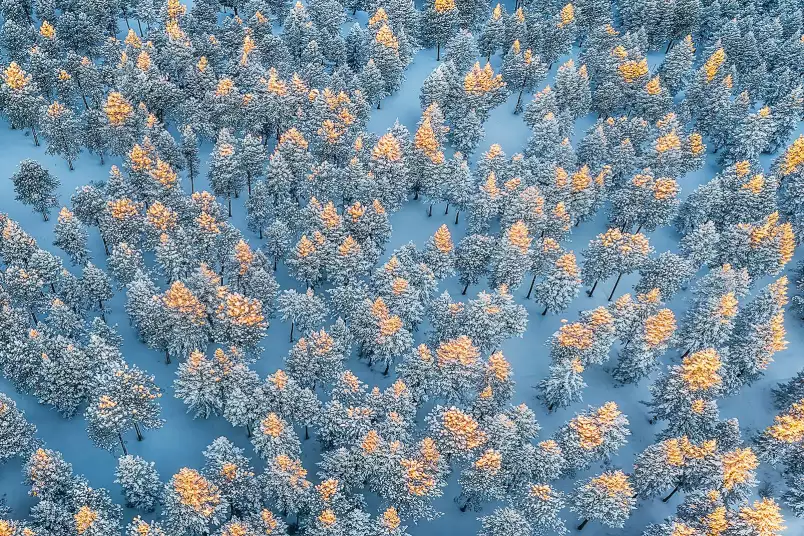 Fin d hiver - papier peint forêt