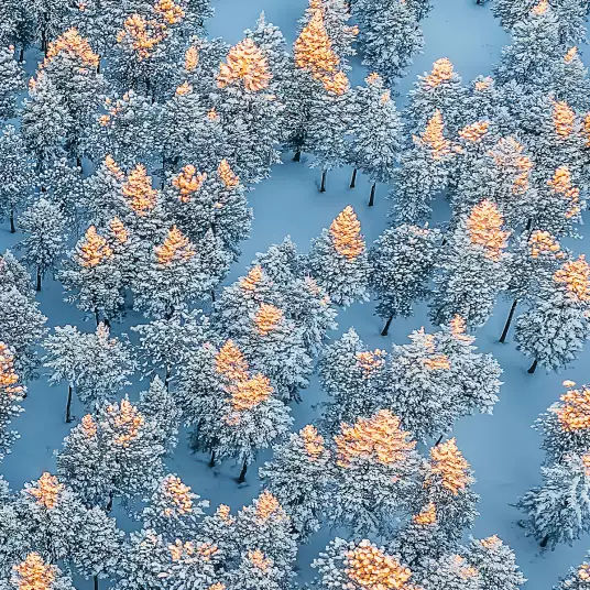 Fin d hiver - papier peint forêt