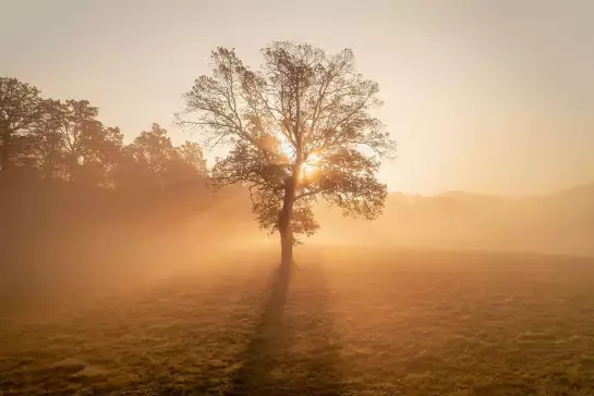 Solitaire dans le champ - papier peint arbres