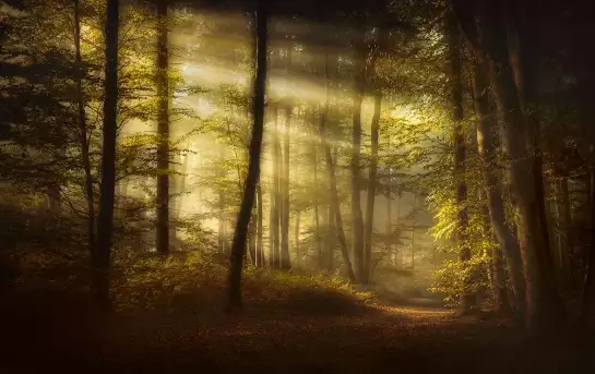 Matin d'automne - papier peint arbres