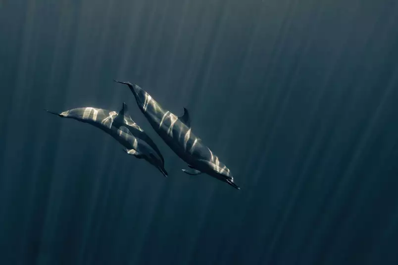 Duo de dauphins - papier peint animal sauvage
