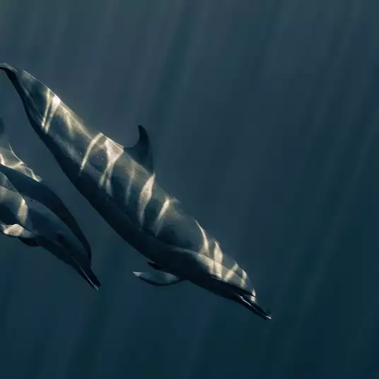 Duo de dauphins - papier peint animal sauvage