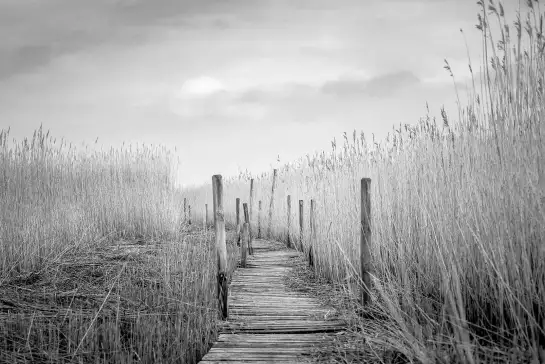 Le pont de planches - papier peint motif nature