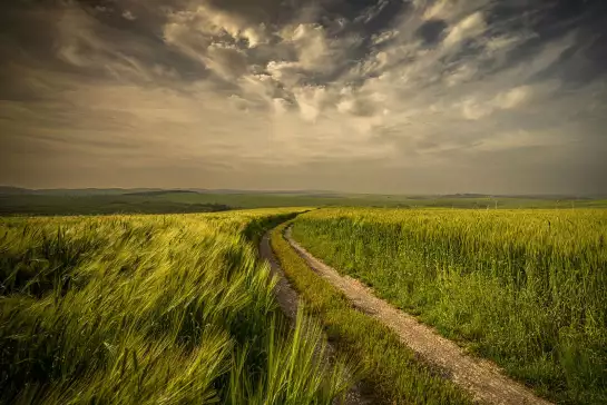 Les champs verts - papier peint photo nature