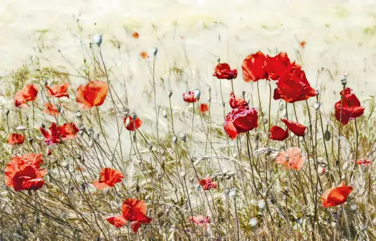 Chaleur d'été - papier panoramique fleurs