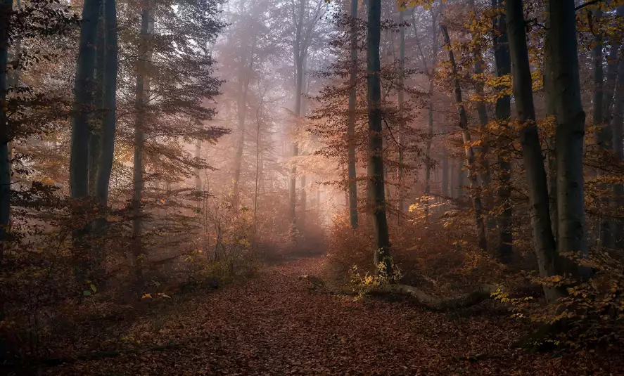 Symphonie de novembre - papier peint forêt