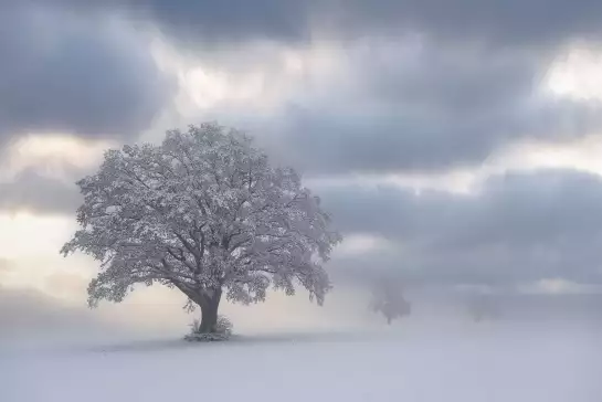 Matinée froide - papier peint forêt