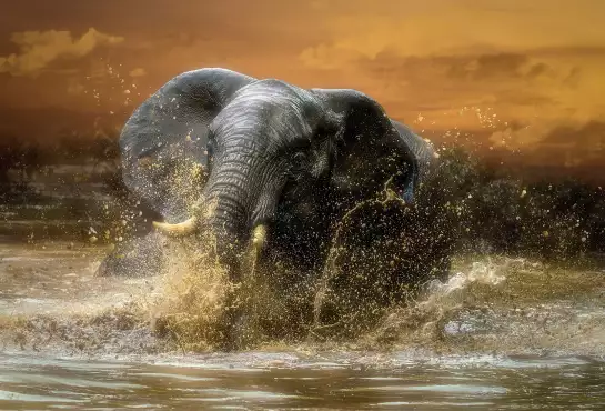 Saut d'éléphant - papier peint animal sauvage