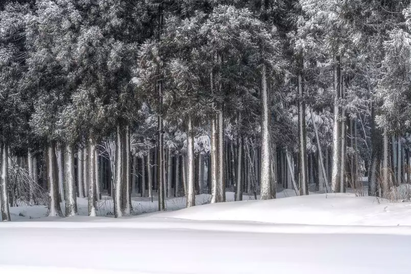 Une place dans un monde argenté - papier peint forêt