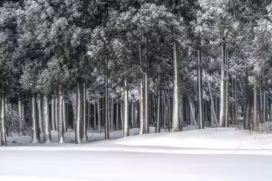Une place dans un monde argenté - papier peint forêt