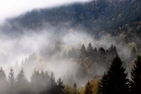 Bois brumeux - papier peint forêt