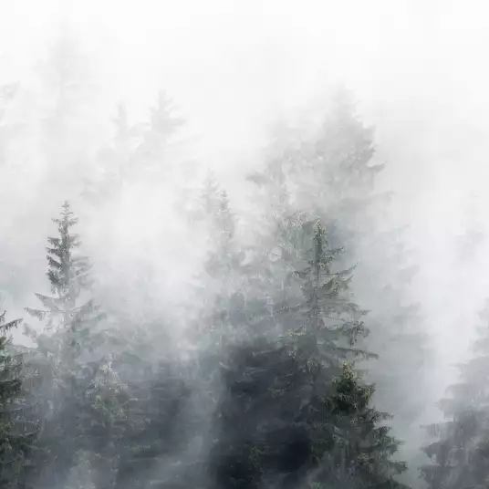 Bois sous la brume - papier peint forêt