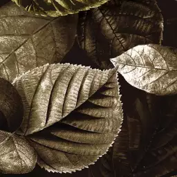Feuilles métallisées - tapisserie panoramique feuilles