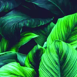 Feuilles vert menthe - tapisserie panoramique feuilles