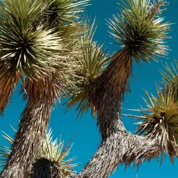 Cactus géant - tapisserie panoramique jungle
