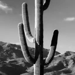 Cactus désert n&b - tapisserie panoramique jungle