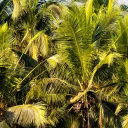 Cocos plant - tapisserie panoramique exotique