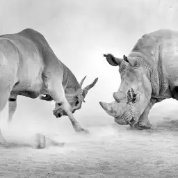 Combat animaux sauvages - tapisserie panoramique savane noir et blanc