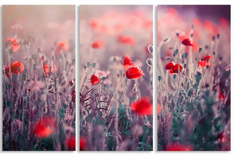 Prairie de coquelicots - tableau champs de coquelicots