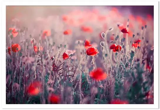 Prairie de coquelicots - tableau champs de coquelicots