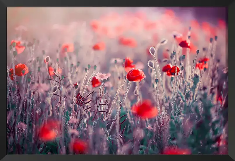 Prairie de coquelicots - tableau champs de coquelicots