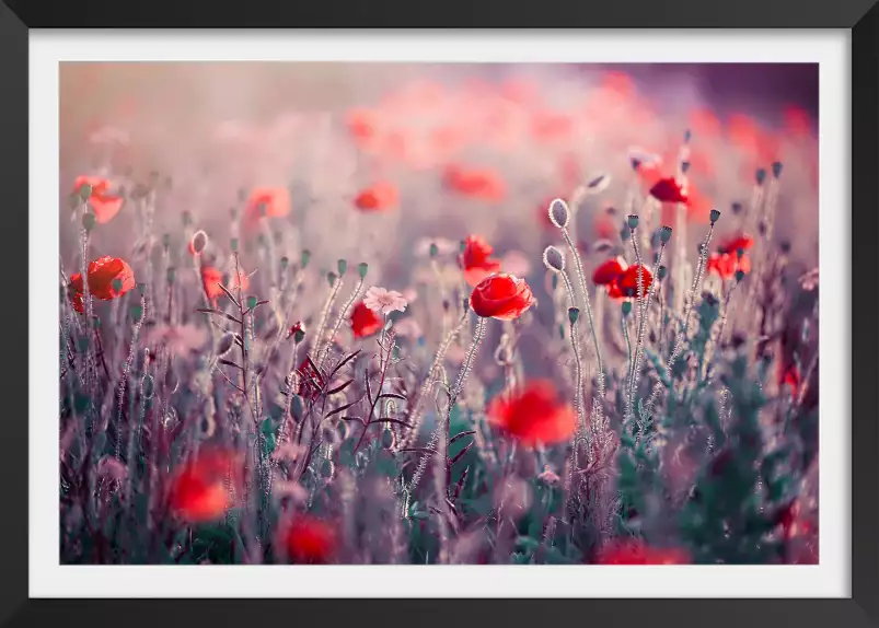 Prairie de coquelicots - tableau champs de coquelicots