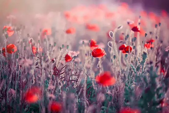 Prairie de coquelicots - tableau champs de coquelicots