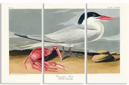 Sterne de Cayenne - affiche oiseaux