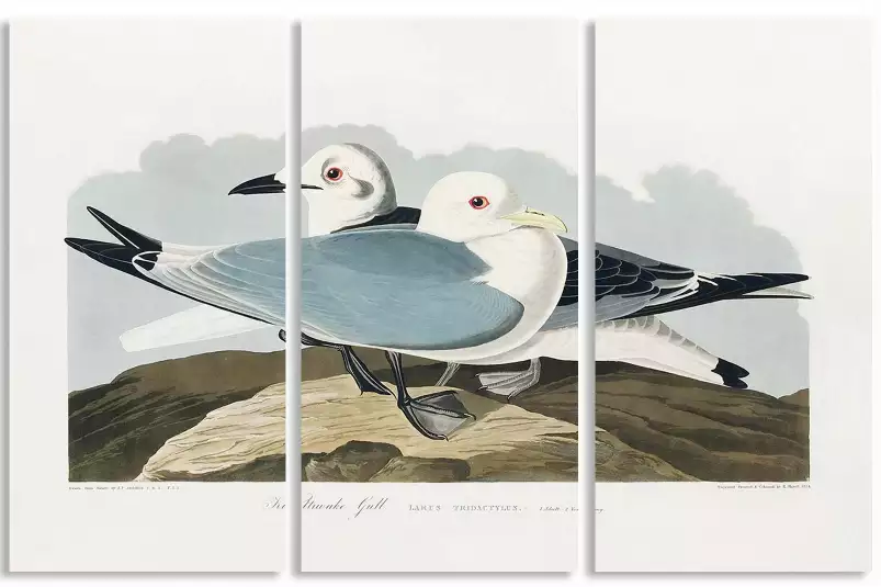 Mouette d'Amérique - affiche oiseaux