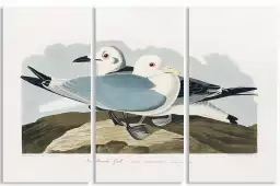 Mouette d'Amérique - affiche oiseaux