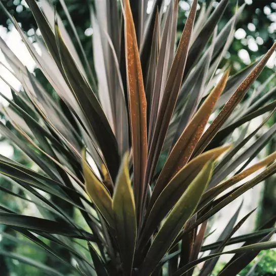 Fleur de yucca et forêt tropicale - affiche plante