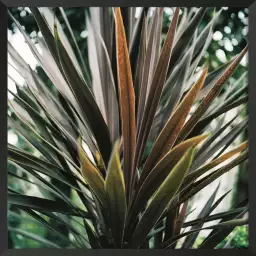 Fleur de yucca et forêt tropicale - affiche plante