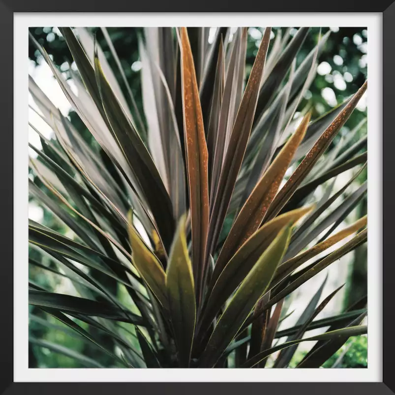 Fleur de yucca et forêt tropicale - affiche plante