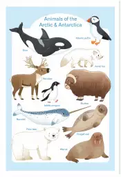 Animaux polaires - affiche pour enfant