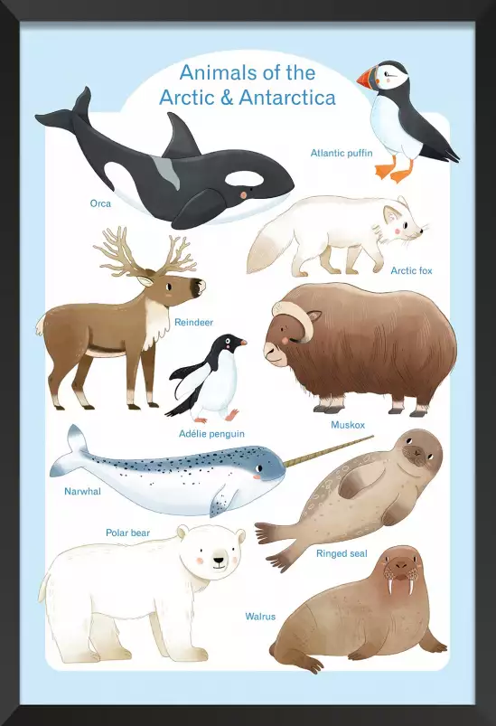 Animaux polaires - affiche pour enfant